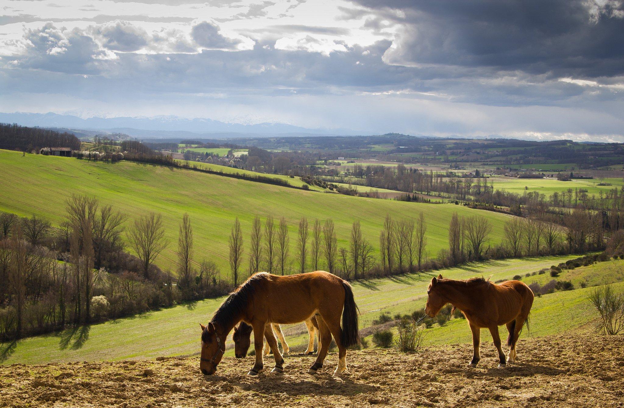 fields, Hills, Derbe, Horse Wallpaper