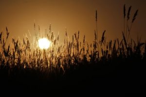 sunset, Landscapes, Wheat, Spikelets
