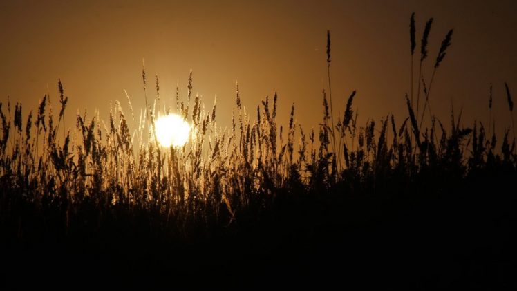 sunset, Landscapes, Wheat, Spikelets HD Wallpaper Desktop Background
