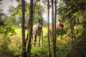forest, Meadow, Trees, Horses, Nature, Horse
