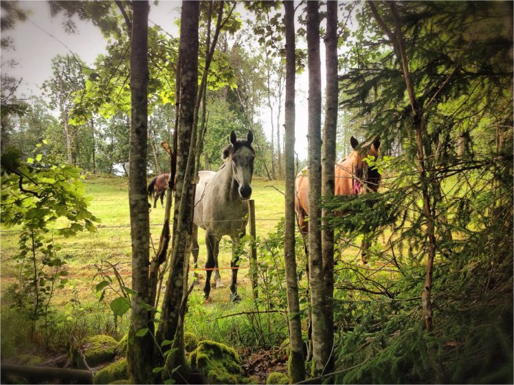 forest, Meadow, Trees, Horses, Nature, Horse HD Wallpaper Desktop Background