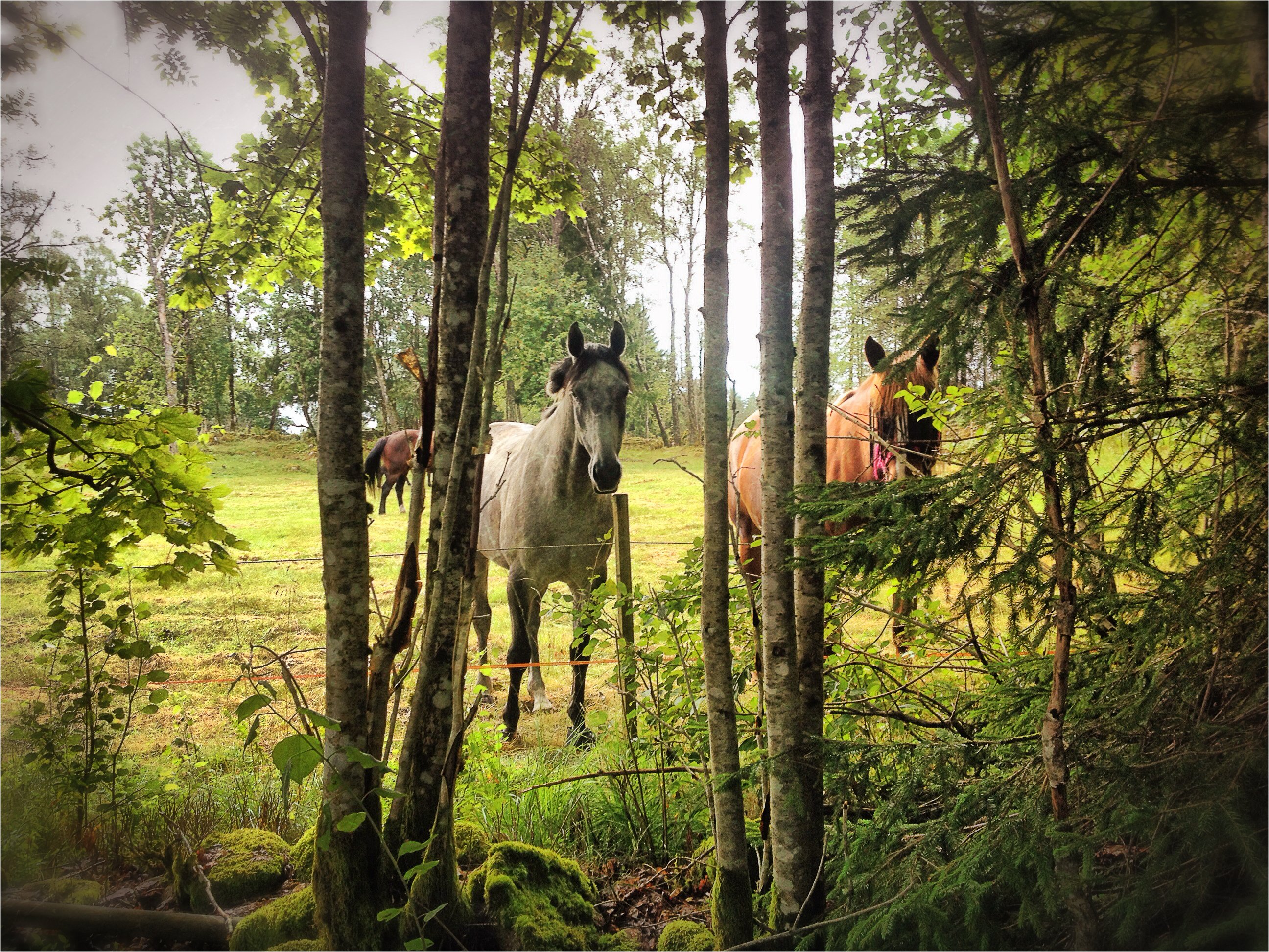 forest, Meadow, Trees, Horses, Nature, Horse Wallpaper