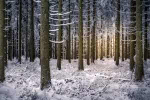 forest, Trees, Branches, Winter, Snow, Baiersbronn, Baden wurttemberg, Germany