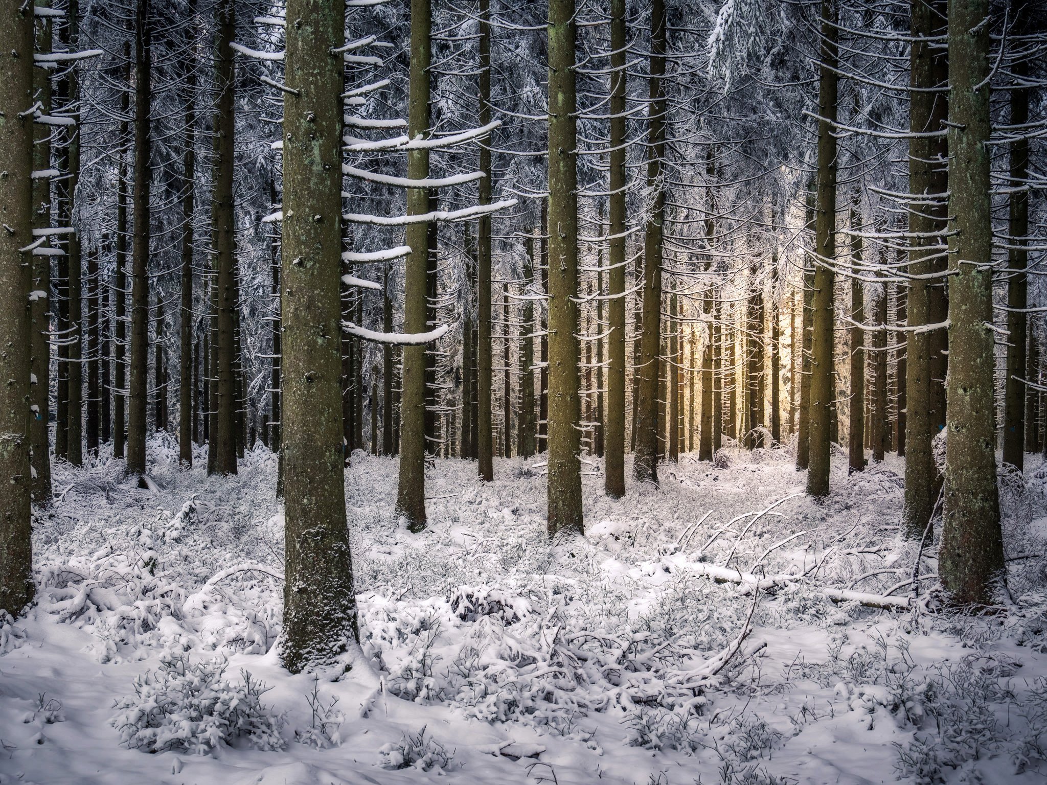 forest, Trees, Branches, Winter, Snow, Baiersbronn, Baden wurttemberg, Germany Wallpaper