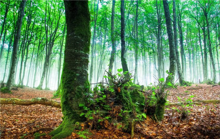 forest, Trees, Fog, Nature HD Wallpaper Desktop Background
