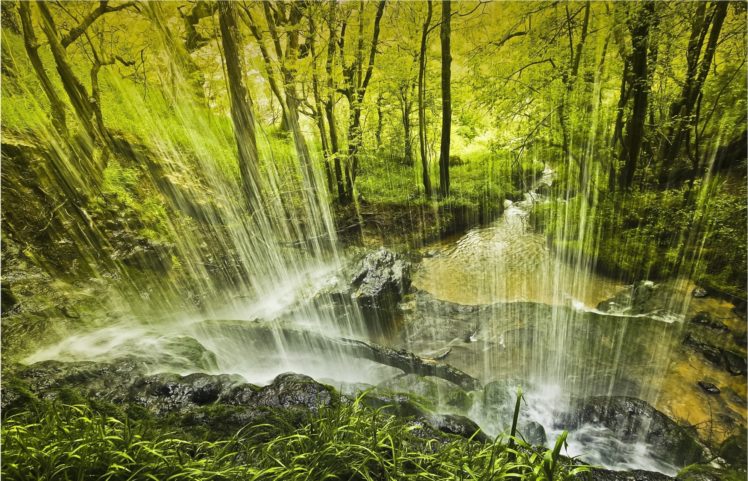 forest, Trees, Waterfall, Nature HD Wallpaper Desktop Background