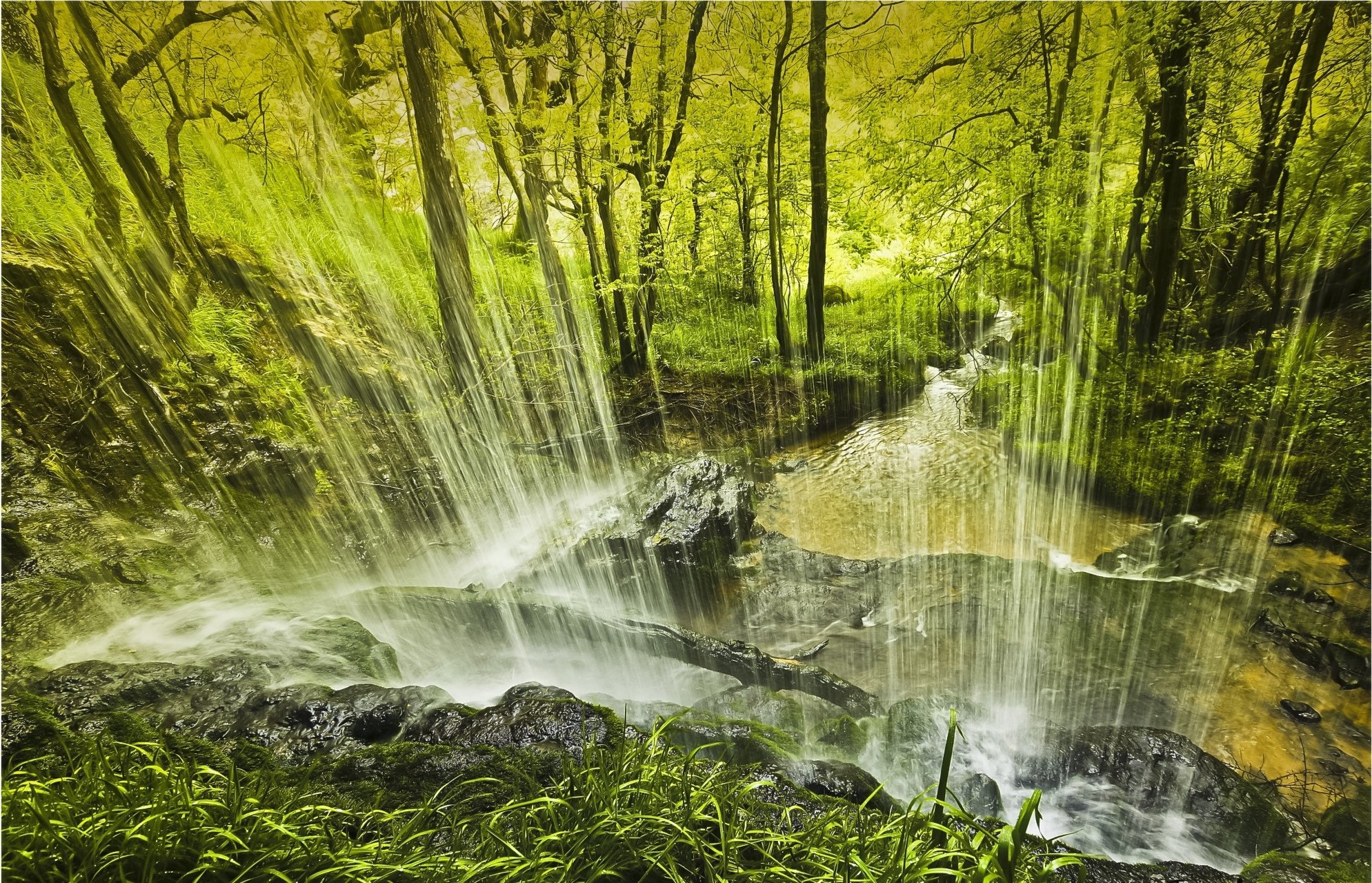 forest, Trees, Waterfall, Nature Wallpaper