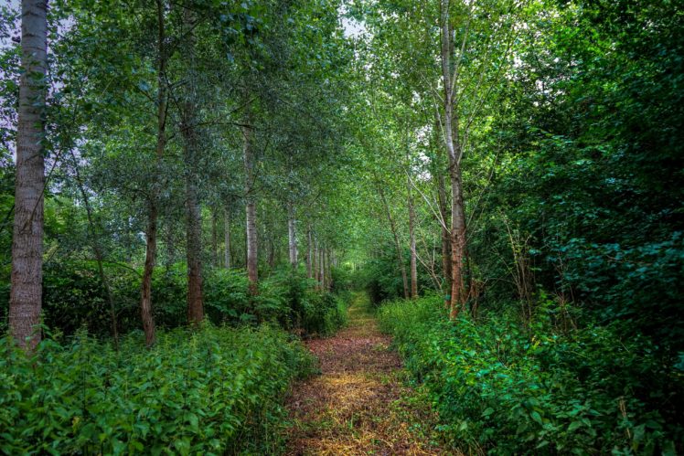 forests, Trees, Shrubs, Trail, Nature HD Wallpaper Desktop Background