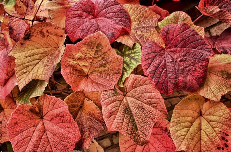 leaves, Red, Vines, Foliage HD Wallpaper Desktop Background