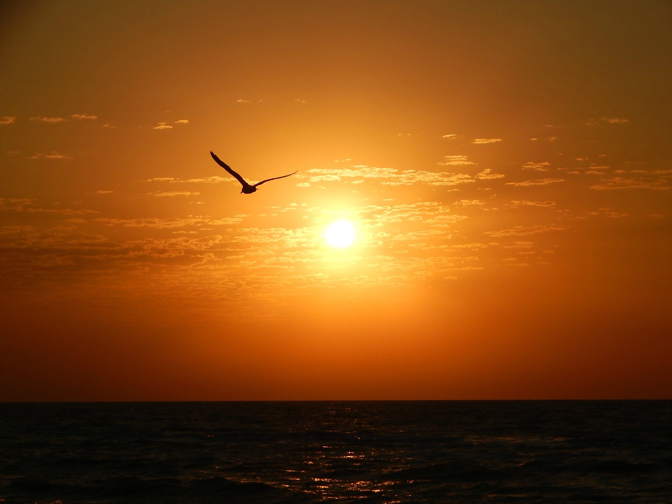 morning, Sun, Sea, Seagull Wallpapers HD / Desktop and Mobile Backgrounds