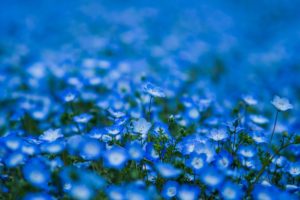 nemophila, Blue, Blue, Petals, Flowers, Blur