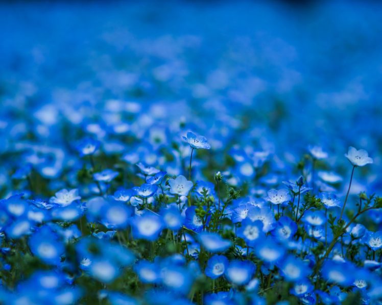 nemophila, Blue, Blue, Petals, Flowers, Blur HD Wallpaper Desktop Background