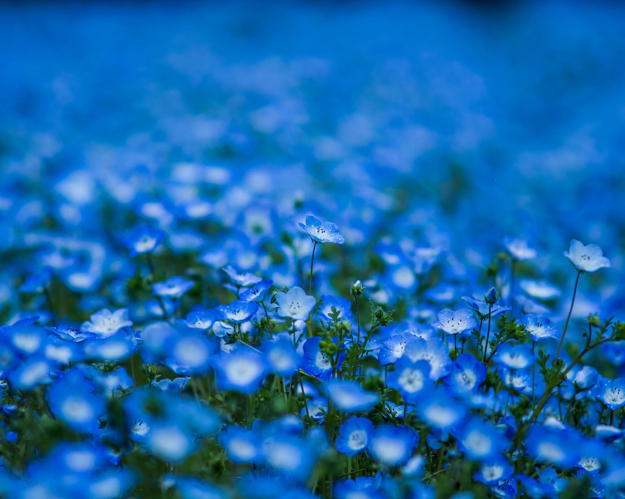 nemophila, Blue, Blue, Petals, Flowers, Blur Wallpaper