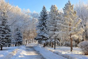 seasons, Winter, Forests, Snow, Trees, Nature