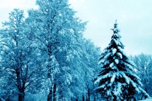 seasons, Winter, Trees, Fir, Snow, Nature