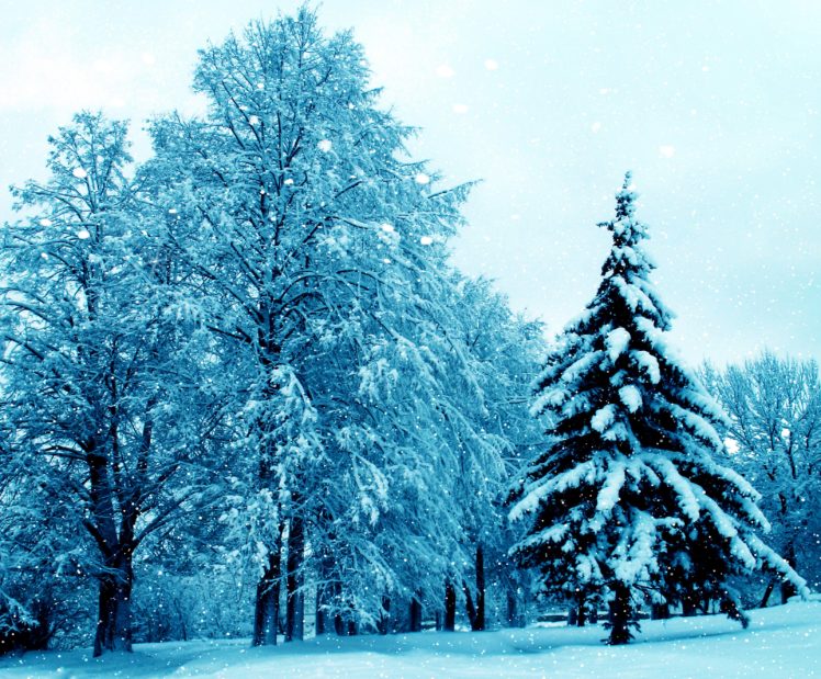 seasons, Winter, Trees, Fir, Snow, Nature HD Wallpaper Desktop Background