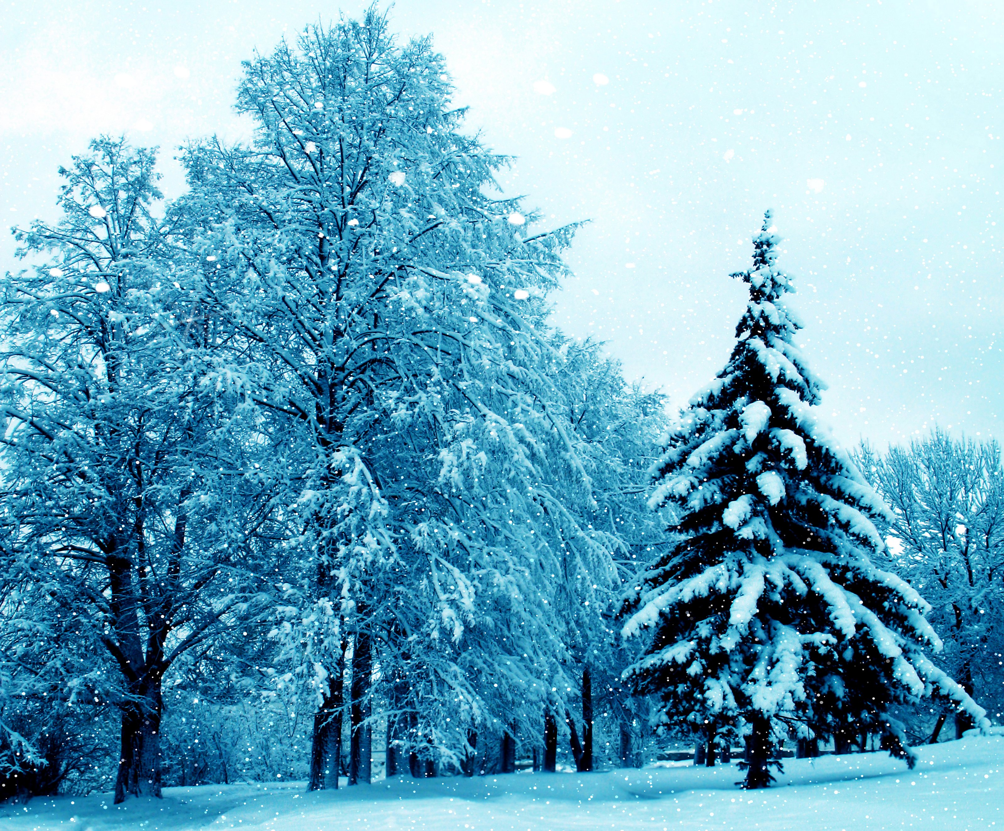 seasons, Winter, Trees, Fir, Snow, Nature Wallpaper