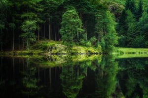 rivers, Forests, Trees, Hdr, Nature