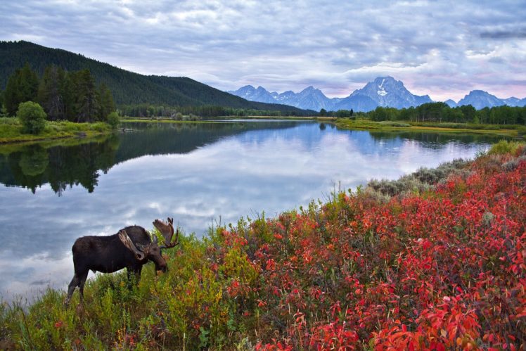 sky, Mountains, Lake, Flowers, Elk, Moose, Deer HD Wallpaper Desktop Background
