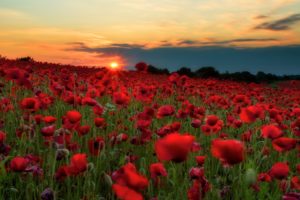 sunrises, And, Sunsets, Fields, Poppies, Many, Red, Sun, Nature, Flowers