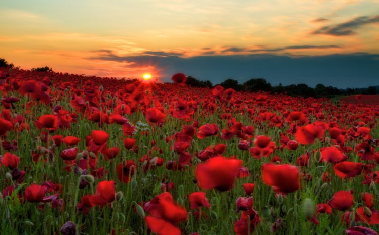 sunrises, And, Sunsets, Fields, Poppies, Many, Red, Sun, Nature, Flowers HD Wallpaper Desktop Background
