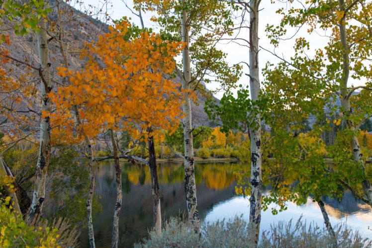 trees, Lake, Mountains, California, Usa, Eastern, Sierra HD Wallpaper Desktop Background