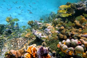 underwater, World, Sea, Corals, Shells, Stones, Fish, Nature