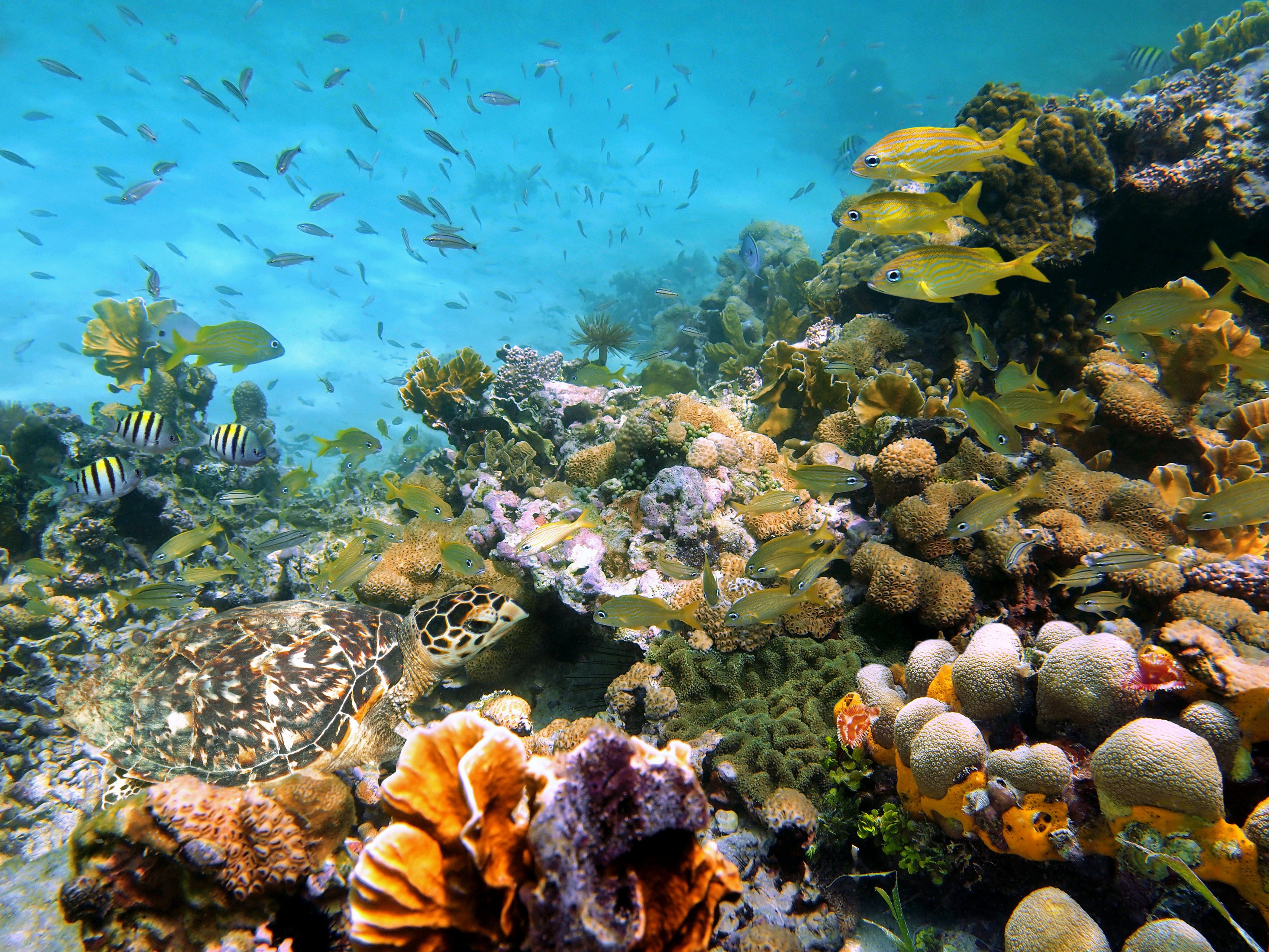 underwater, World, Sea, Corals, Shells, Stones, Fish, Nature Wallpaper
