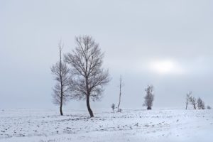winter, Field, Trees, Landscape