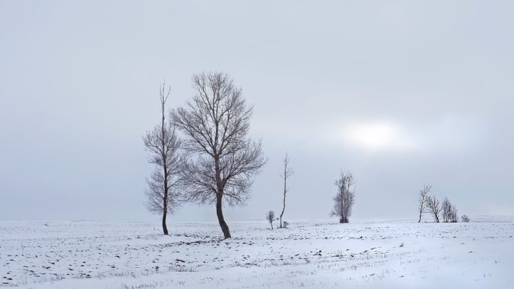 winter, Field, Trees, Landscape HD Wallpaper Desktop Background