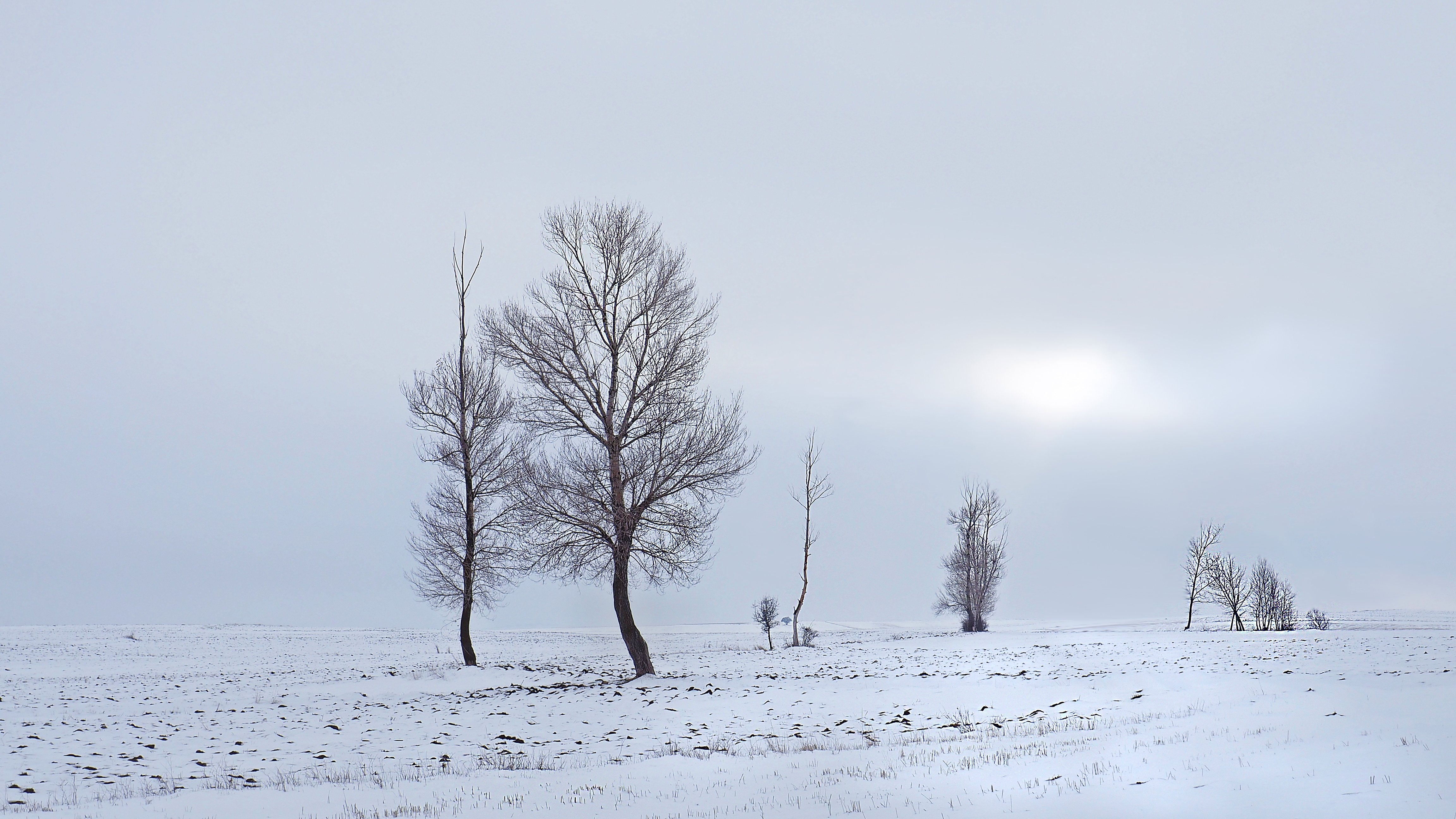 winter, Field, Trees, Landscape Wallpaper