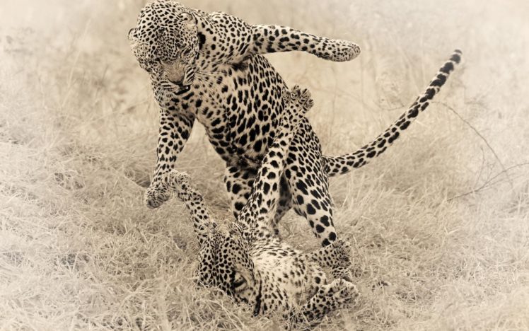 big, Cats, Leopard HD Wallpaper Desktop Background