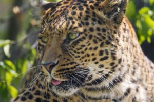 big, Cats, Leopards, Snout, Whiskers, Glance, Animals