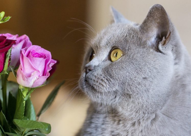 british, Shorthair, British, Cat, Cat, Face, Flowers, Roses HD Wallpaper Desktop Background