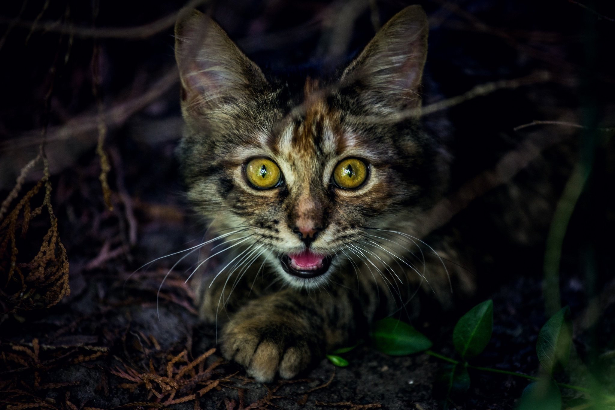 cats, Glance, Snout, Animals, Eyes Wallpaper