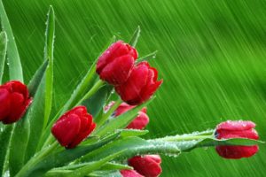 rain, Flowers, Spring,  season , Tulips, Red, Flowers