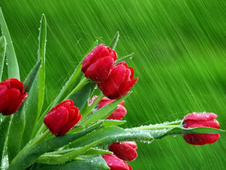 rain, Flowers, Spring,  season , Tulips, Red, Flowers HD Wallpaper Desktop Background