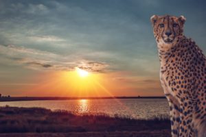 cheetah, Wild, Cat, Savannah, Lake, Sunset