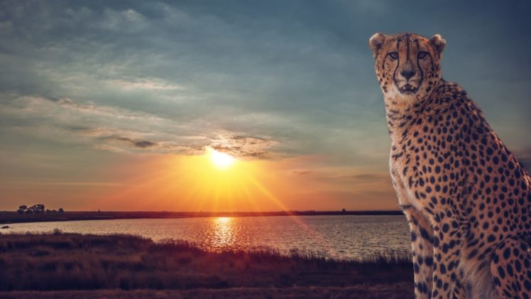 cheetah, Wild, Cat, Savannah, Lake, Sunset HD Wallpaper Desktop Background