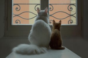 couple, Cat, White, Kitten, Red, Window, Baby, Mother