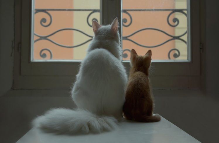 couple, Cat, White, Kitten, Red, Window, Baby, Mother HD Wallpaper Desktop Background