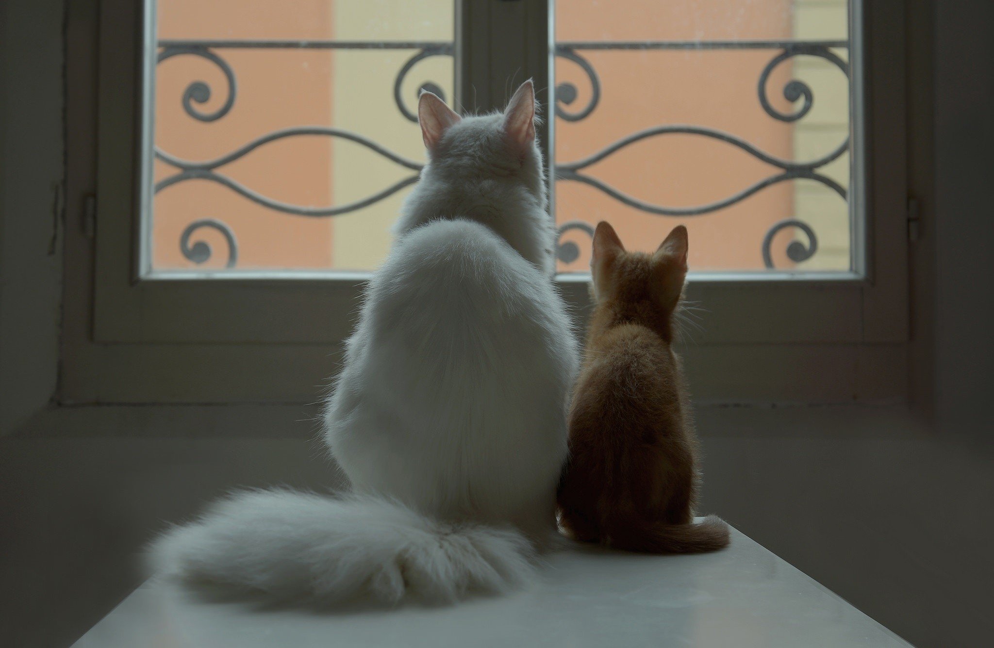 couple, Cat, White, Kitten, Red, Window, Baby, Mother Wallpaper