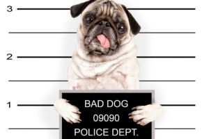 dogs, Pug, Glance, Animals, Puppy, Baby, Humor, Police, Funny, Sadic