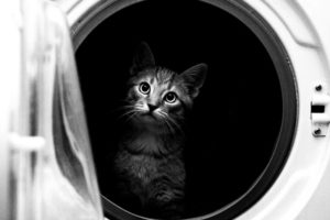 cat, Animals, Washing, Machine, Situation, Funny, Black, And, White, Photo