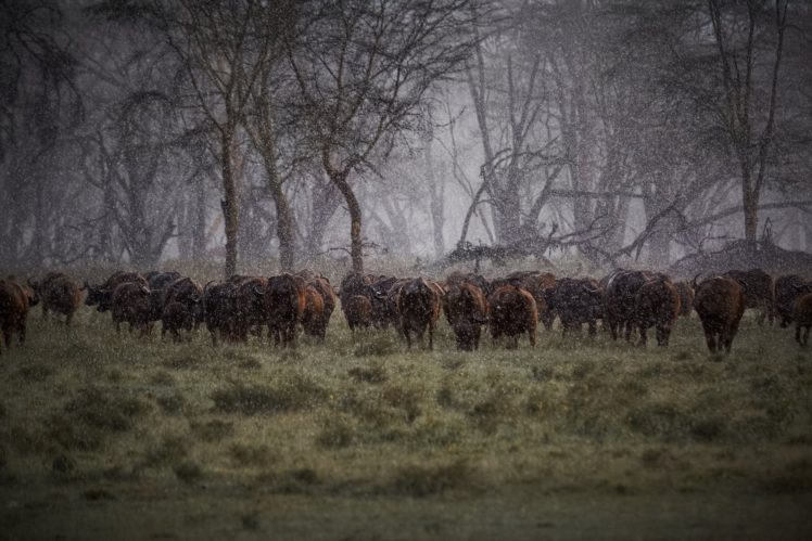 buffalo, Herd, Rain, Africa, Storm, Drops, Cow HD Wallpaper Desktop Background
