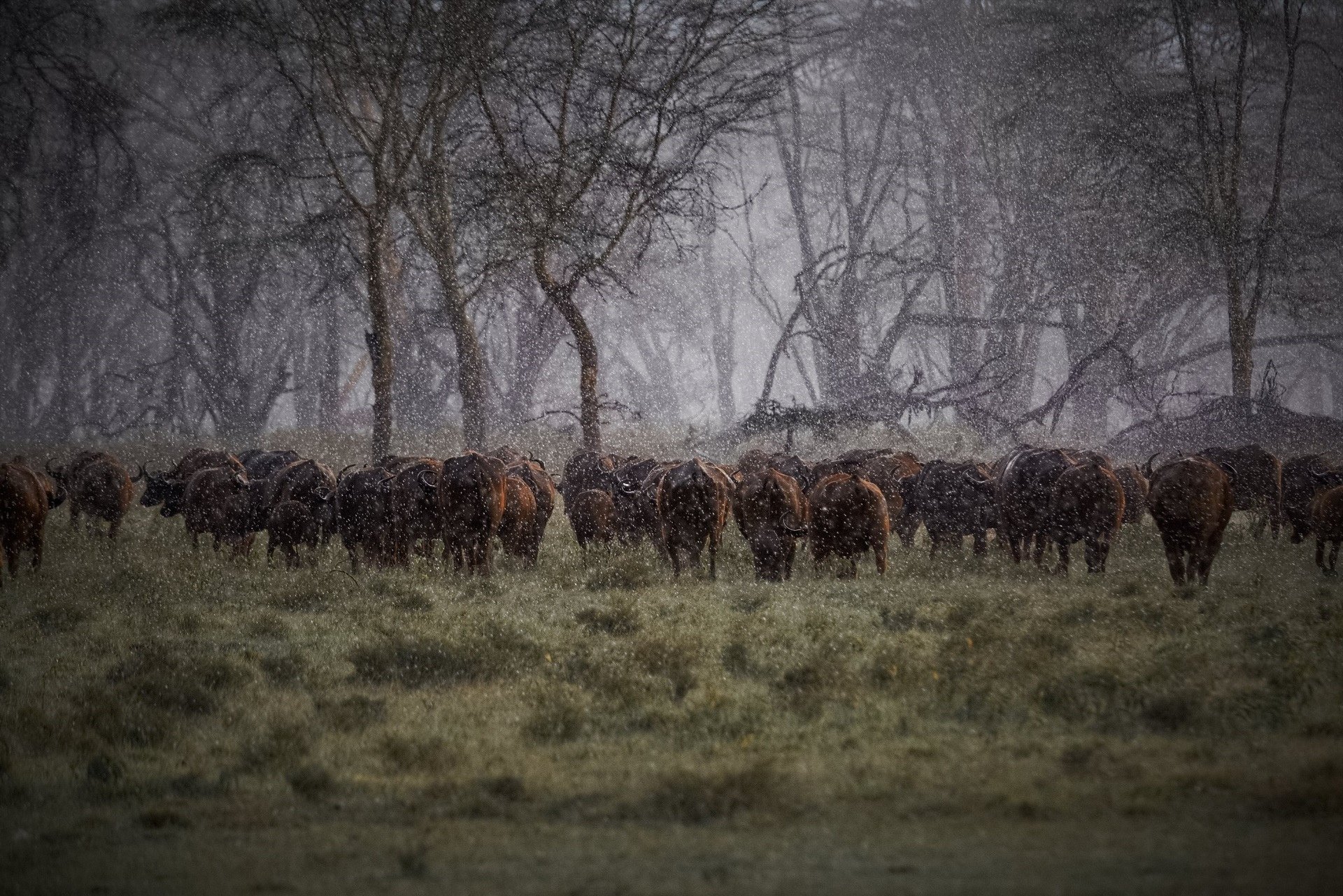 buffalo, Herd, Rain, Africa, Storm, Drops, Cow Wallpaper