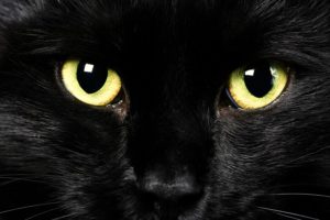 cats, Eyes, Black, Glance, Animals