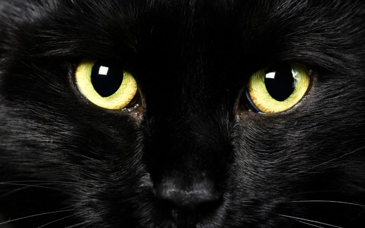 cats, Eyes, Black, Glance, Animals HD Wallpaper Desktop Background