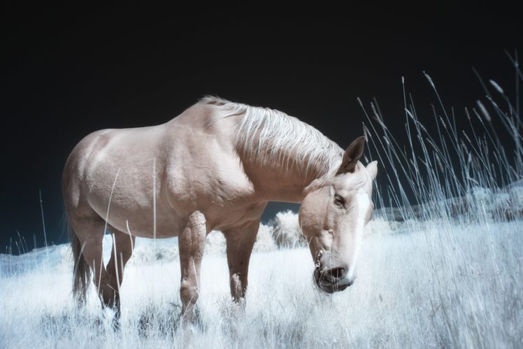 horses, Animals, Girls, Horse HD Wallpaper Desktop Background