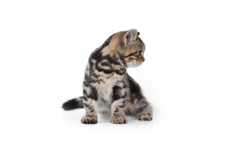 kitten, Cat, Baby HD Wallpaper Desktop Background